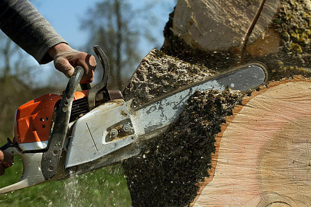 How Our Tree Care Process Works  in Centreville, MD